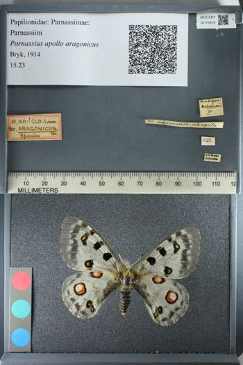 Media type: image;   Entomology 175474